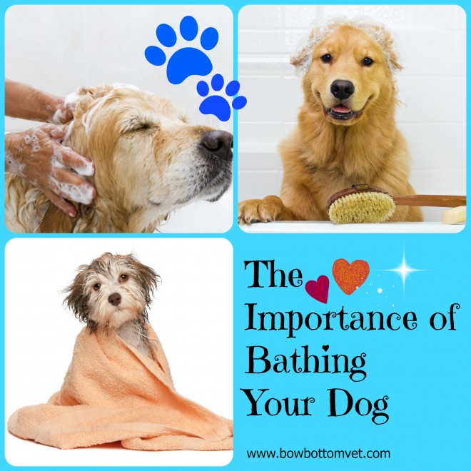 bathing with your dog